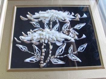 coral